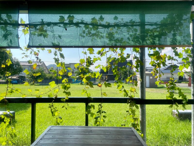 緑が生い茂っている公園が見えるカフェからの眺め